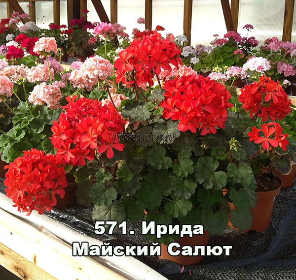 пеларгония Ирида Майский салют