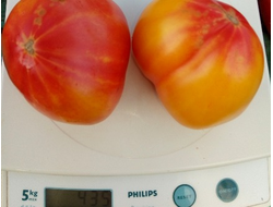 Томат Закат Алегени (Alleghany Sunset)