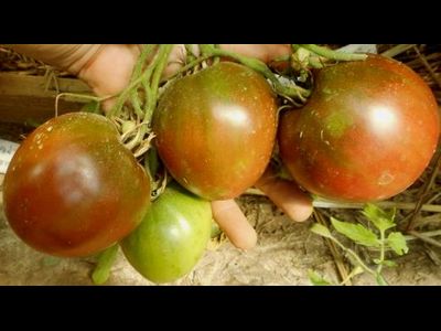 Томат Черное сердце Бреда (Brad’s Black Heart)