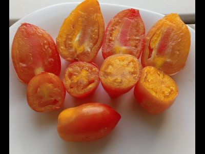 Томат Гном Затонувший персик (Dwarf Sunkissed Peach), США, Австралия