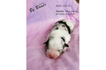 Девочка с красным ошейничком, окрас голубой мерль, возраст 3 дня