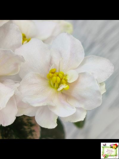 Golden Eye (S. Sorano)