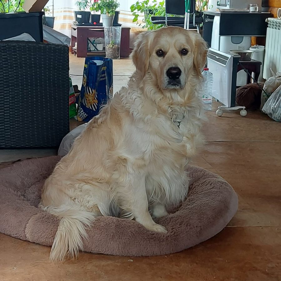 Веня / Русское Золото Шимур Авентино, 3 г