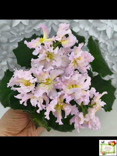 РМ-Солнечное Конфетти (Н. Скорнякова) 2022 г.