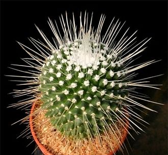 Mammillaria spinosissima cv. Uno Pico