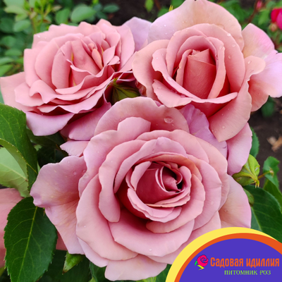 Коко Локо (Koko Loko)