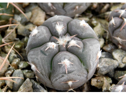 Gymnocalycium prochazkianum VG-345 (D=10-12мм)
