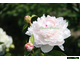 Paeonia La Lorraine