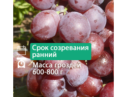 Воевода