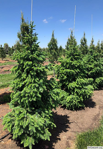 Ель сербская Бранс