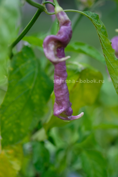 Перец острый Aji Confusion (Ахи Конфуз), 10 шт