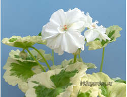 Пеларгония Ivory Snow