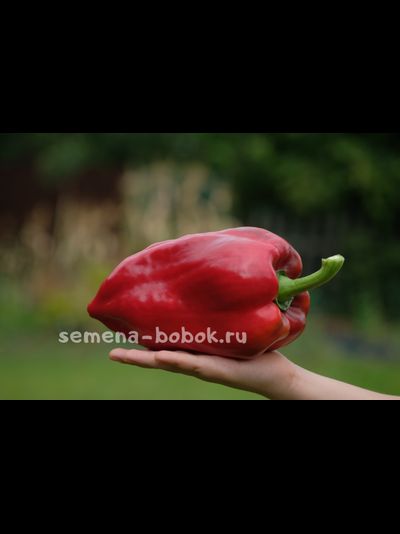 Перец сладкий Новгородец (название условное), 10 шт