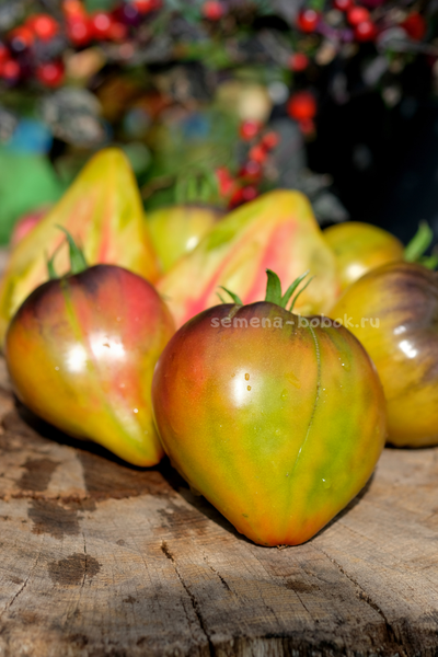 Томат Пленительное Сердце, 10 шт