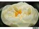 Paeonia Lemon Chiffon