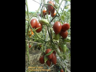 Томат Wagner's Italian (Итальянский Вагнера)