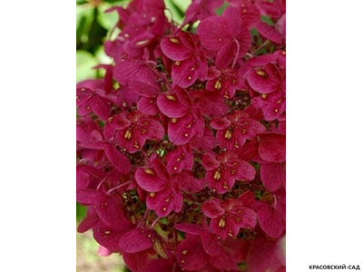 Гортензия метельчатая Вимс Ред