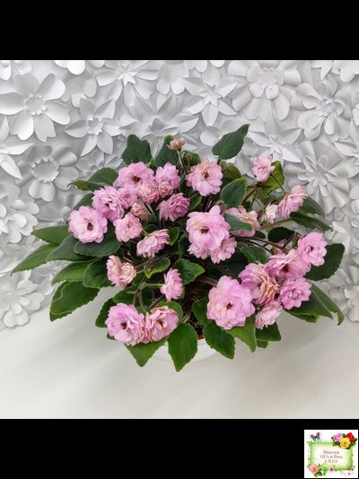 Lituanika (Būtienė) трейлер