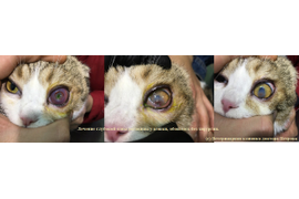 Офтальмология