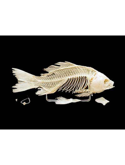 Скелет костистой рыбы