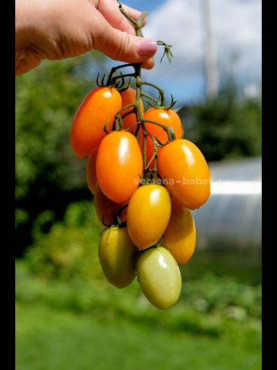 Томат Märchengold (Сказочное Золото), 10 шт