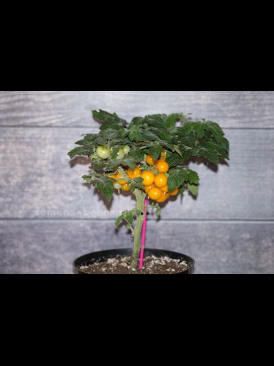 Томат Liliput Yellow (Желтый Лилипут), 10 шт