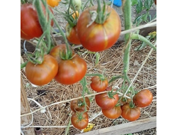 Томат Шоколадный Генри