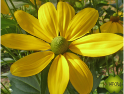 РУДБЕКИЯ "ХЕРБСТЗОННЕ" (саженец большой)