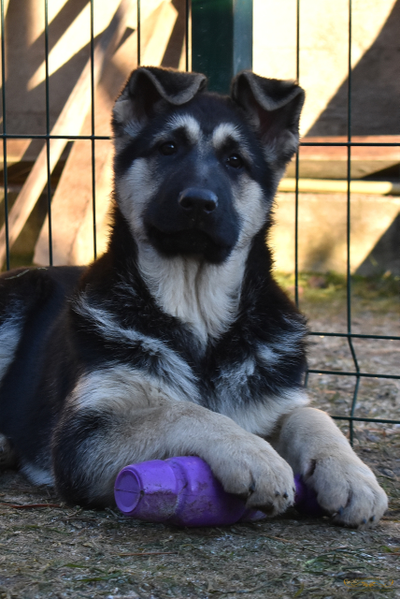 Гордость Питера Белона и Буря