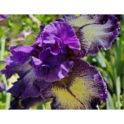 Ирис  All to Exciting