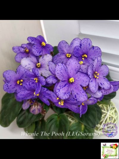 Winnie The Pooh (LLG/Sorano) (клакамас)