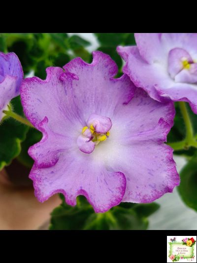 АВ-Девочка с Севера (Фиалковод) 2021 г. (лист посажен 04.09.25)