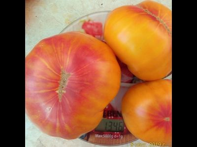 Томат Олд флейм (Old Flame, Старое пламя)