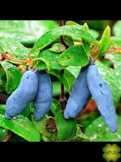 Жимолость "БАКЧАРСКАЯ ЮБИЛЕЙНАЯ" (очень крупная ягода) саженец 3 года