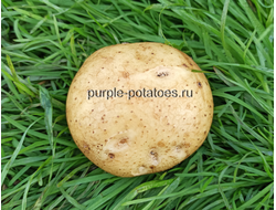 Картофель Арсик