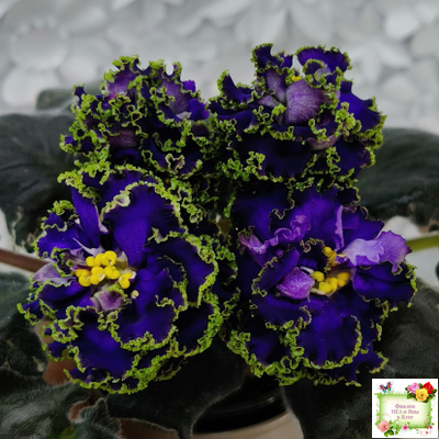 ЕК-Кудри Посейдона (Е.В. Коршунова) 2017 г. (лист посажен 01.11.25)