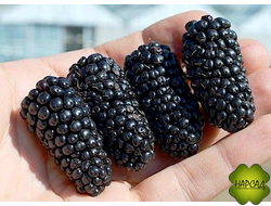 ЕЖЕВИКА "Блэк Бутте" (БЛЕК БЬЮТ) (особо крупноплодная)