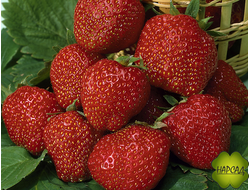 КЛУБНИКА "КОРОНА" (СРЕДНЕРАННЯЯ, НЕЖНАЯ И СОЧНАЯ) Р9