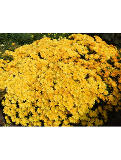 Хризантема корейская Рейган