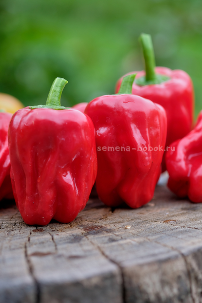 Перец сладкий Griolla De Cocina (Креольская Кухня), 10 шт