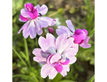 Primula sieboldii Flamenco