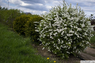 Спирея серая Грефшейм - Grefsheim в форме шара