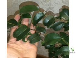Ficus Benjamina Buklee / фикус букле