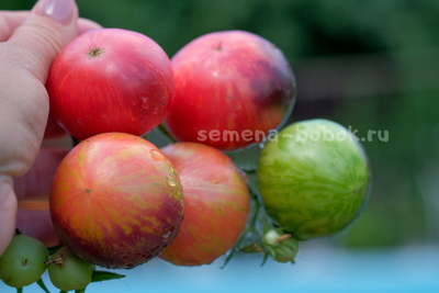 Томат Dwarf Gondwana Lightning (Гном Гондвана Молния), 10 шт