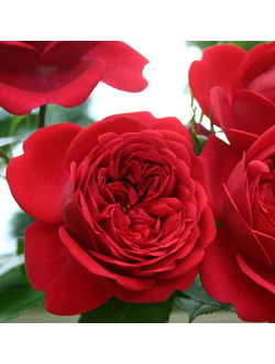 Аут оф Розенхайм (Out of Rosenheim)