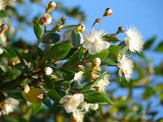 Мирт (Myrtus communis) красный, листья (5 мл) - 100% натуральное эфирное масло