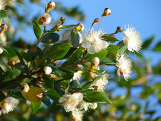 Мирт (Myrtus communis), листья (5 мл) - 100% натуральное эфирное масло