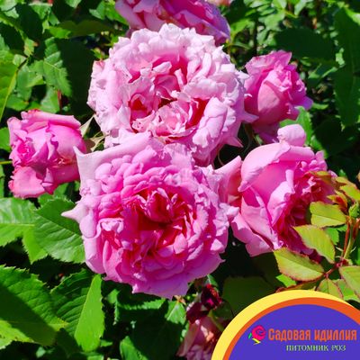 Бьенвеню (Bienvenue)