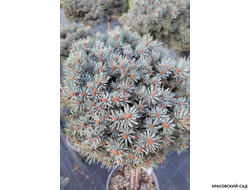 Ель Глаука Глобоза на штамбе - фото хвои - красовский-сад.рф