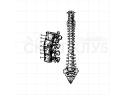 ФП штамп "Позвоночник" (а)